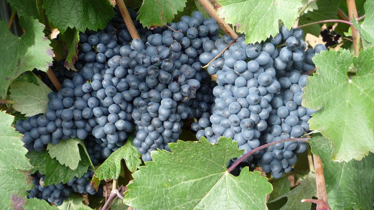 La DO León acaba la vendimia con 2,8 millones de kilos de uva calificada