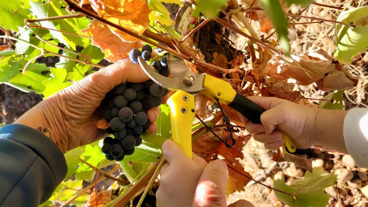 La DO León vendimia tres millones de kilos de uva de gran calidad que permitirá elaborar excelentes vinos