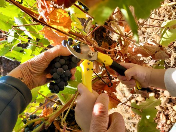 Vendimia manual de uva tinta de Prieto Picudo en un viñedo en espaldera de la zona de Gordoncillo/DO LEÓN