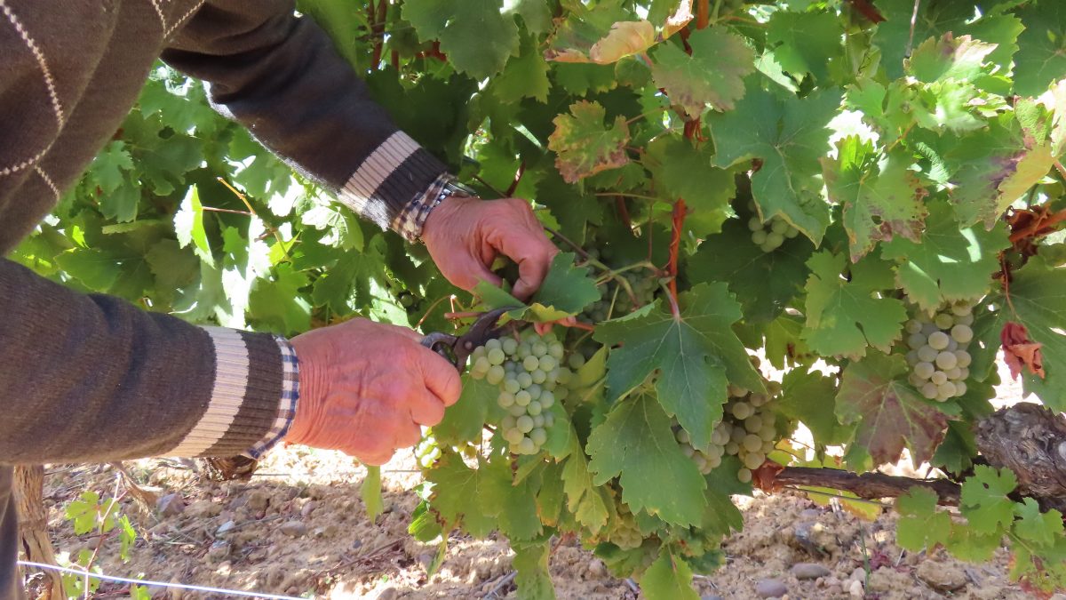 La DO León denuncia que el nuevo plan del biodiésel en Valdevimbre atenta contra el corazón vitivinícola