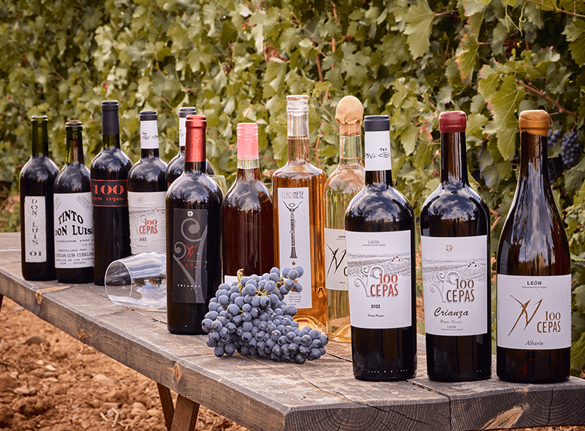 Enoturismo en Bodega 100 CEPAS