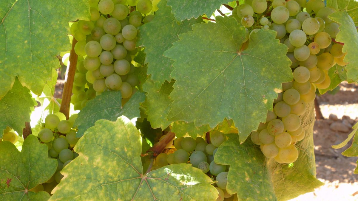 La DO León inicia la vendimia con casi tres semanas de adelanto para recoger tres millones de kilos de uva