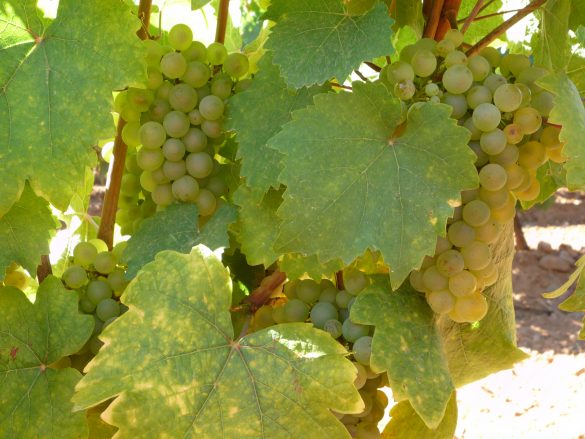 El excesivo y prolongado calor del verano no afectará en exceso a la producción de las cepas, hasta el momento libres de plagas, y posibilitará una uva sana y de calidad