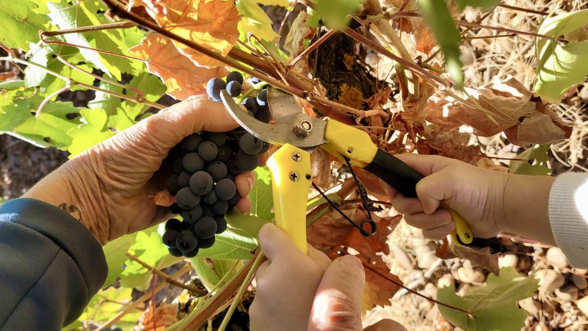 The León Designation of Origin concludes a harvest of 2.85 million kilos of very good grapes reduced by hail and heat